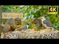 CAT TV NO ADS😻🐦 Birds, Squirrels, & Chipmunks for Hours of Fun in 4K HDR 🐿