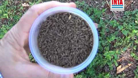 ¿Qué cebo para hormigas utilizan los profesionales?
