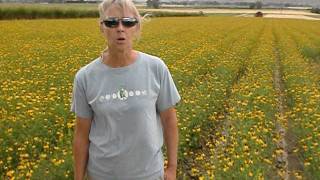 Ratibida Columnifera Establishment