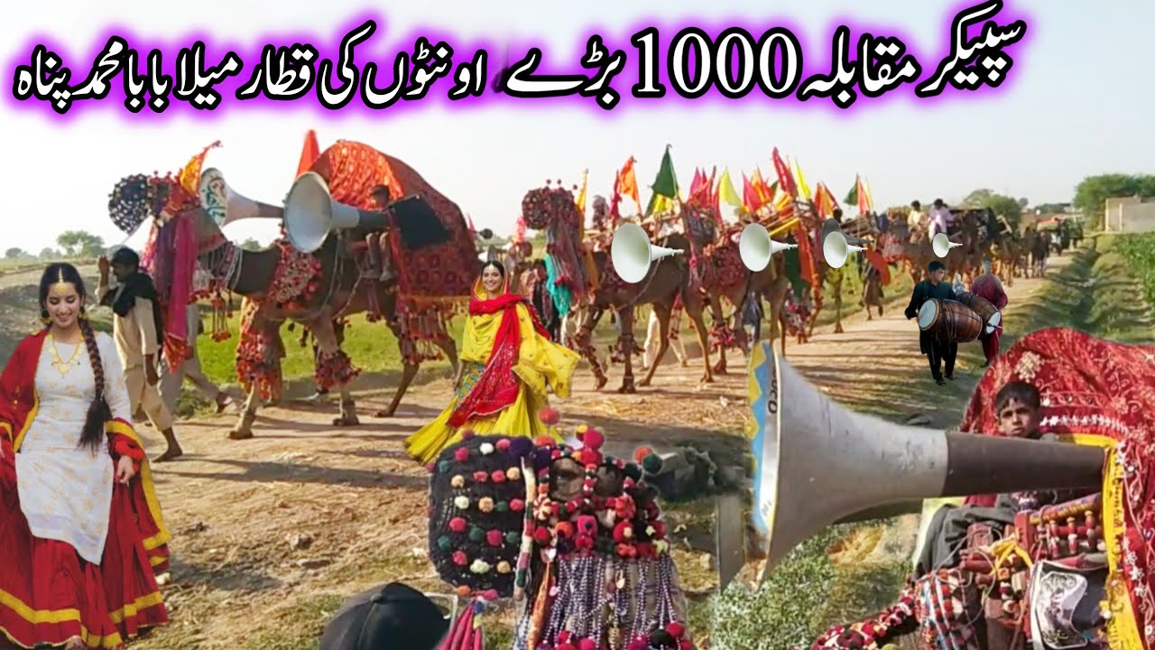 Beautiful camels  ‎Punjabi Culture of Pakistan Part 66 new 2026 video big speaker and dhol dance