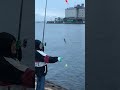 10/9お帰り南芦屋浜　西護岸でアジサバ好調(動画フィッシングマックス芦屋店)