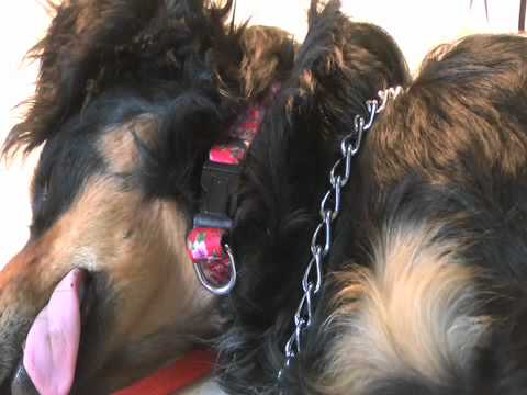 OPERATIVO DE ESTERILIZACION DE MASCOTAS REGION DE AYSEN camera iphone 8 plus apk