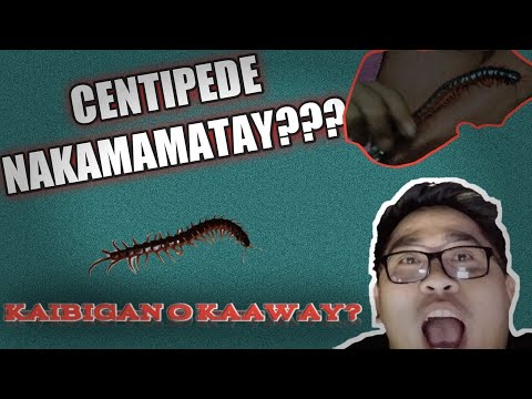 Video: Mapanganib Na Centipede - Peste Sa Hardin