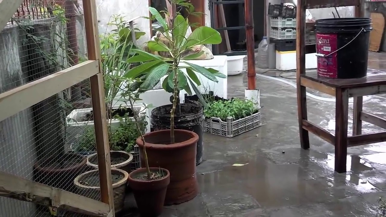 Rain Water For Plants Rain Water Vs Tap Water How To Collect Water rain-water-for-plants-rain-water-vs-tap-water-how-to-collect-water