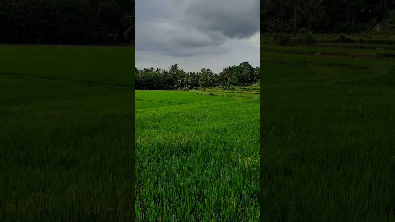 Fresh air therapy🌿