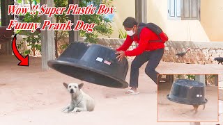 Wow !! New Prank | Super Huge Plastic Box Vs Sleeping Dog - Funniest Videos | How can stop Laugh?
