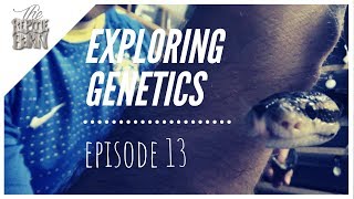 Celebrity Exploring Genetics episode 13: Cinnamon and Lace Black Back Ball Pythons Profile