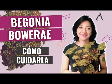 Video: Begonia tigre: cuidados y reproducción