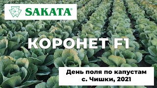 КОРОНЕТ F1. День поля (ЧАСТЬ 1). ИДЕАЛЬНЫЙ гибрид для очень длительного хранения