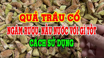 Quả trâu cổ ngâm rượu - Quả trâu cổ chữa bệnh gì - Quả trâu cổ tác dụng gì