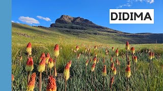 Download Lagu Organ Pipes via Camel Pass, tag some khulus \u0026 down Tlanyaku Pass | DIDIMA DRAKENSBERG MP3