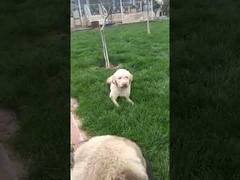 SUMONUN OĞLUNA TEPKİSİ