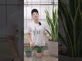 【絶対に枯れない】サンスベリアを育てるコツはたった2つ🌱