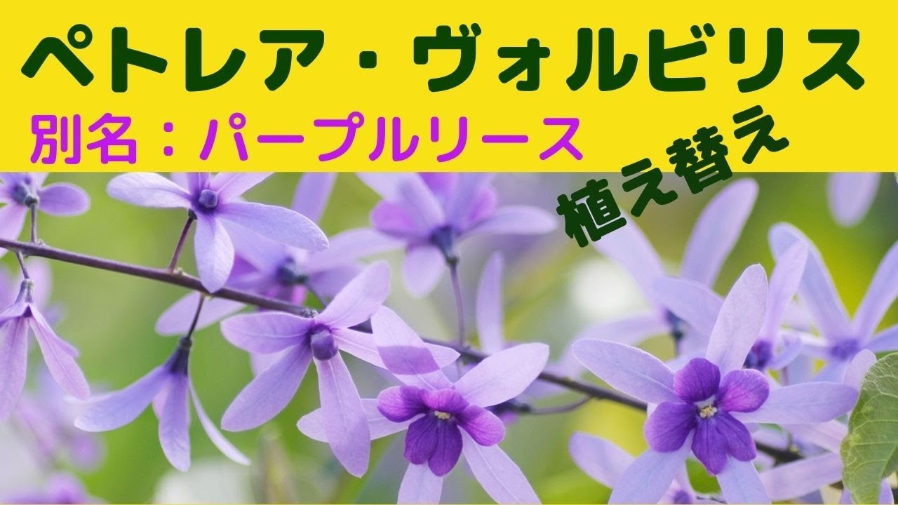 苗木・植木 希少大苗♥ ペトレア ウォルビリス サンドペーパーバイン