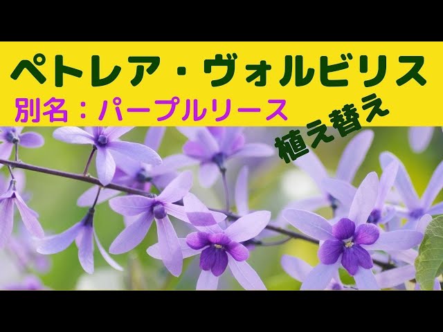 希少大苗♥　ペトレア　ウォルビリス　 サンドペーパーバイン パープルリース ペトレア・ヴォルビルス 別名：パープルリースの植え替えの様子。途中