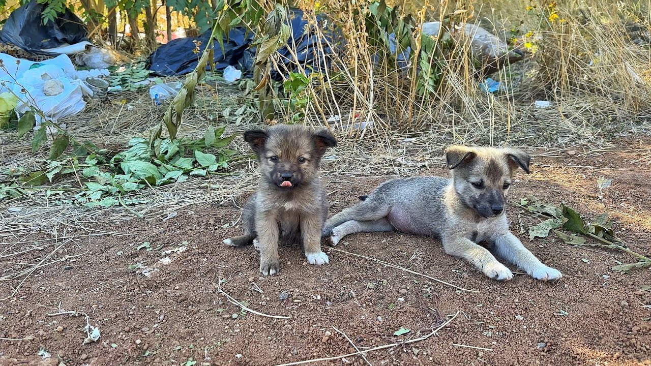 We Almost Walked Past the Garbage … Then It Started to Move