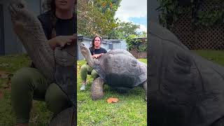¡Increíble! Tortuga Gigante de 107 Años de las Galápagos 🐢🌍 #shorts