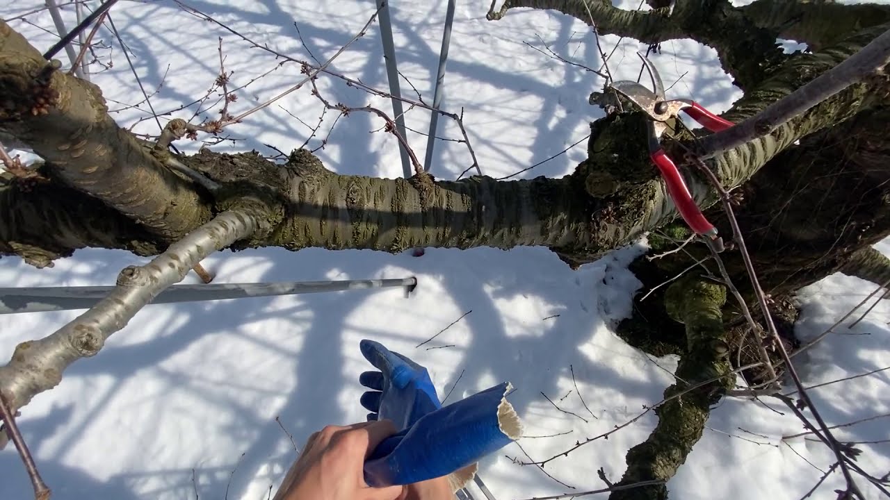 さくらんぼの選定のやり方【３０年の木】2021冬