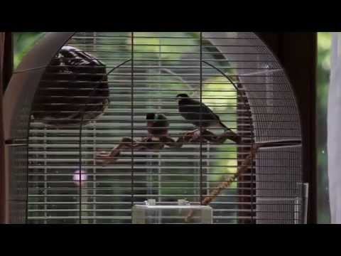Dancing Java Finches - Dansende Rijstvogels