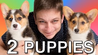 How To Train 2 Dogs At The Same Time