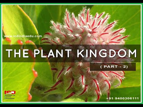 Plant Kindom