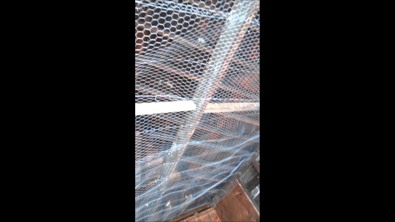 Torture to birds cruelty killing them YouTube