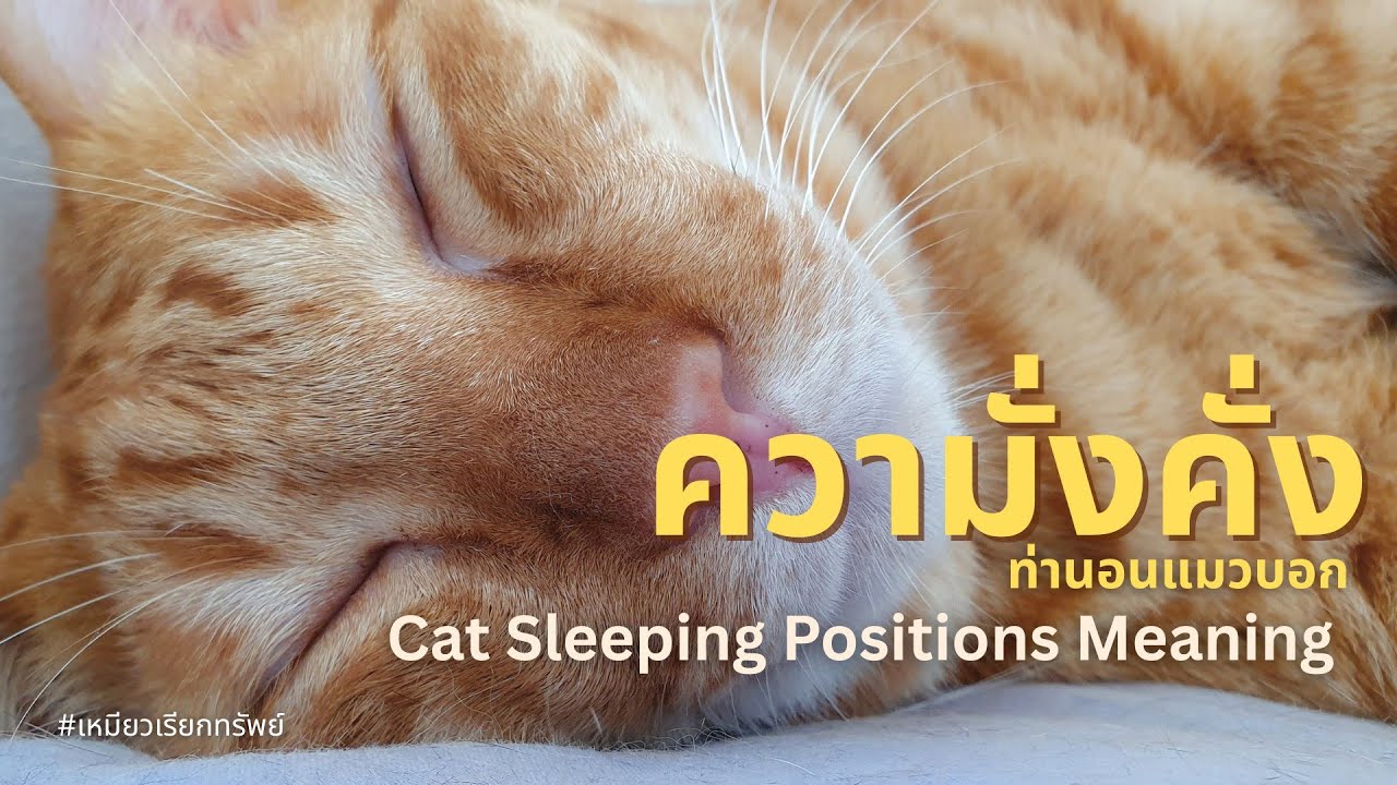 ท่านอนแมวบอก "ระดับความมั่งคั่ง" ในบ้านได้ | Cat Sleeping Positions Meaning