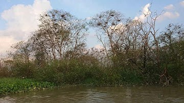 Teluk Intan bird watching paradise