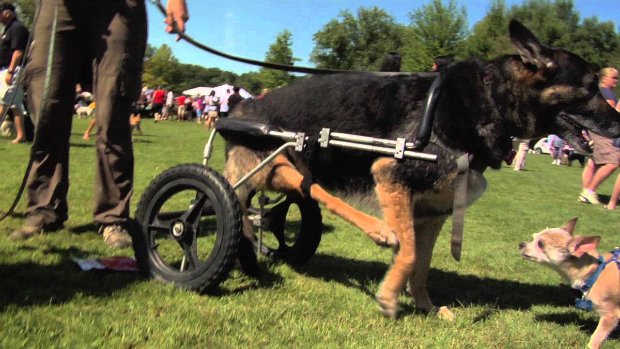 Inspiring Story of Paralyzed DOG Boomer Paralyzed German Shepherd