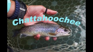 Beautiful Trout Near Atlanta!