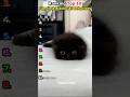 Top 10 Funniest Black Cat Behaviors 😹🖤