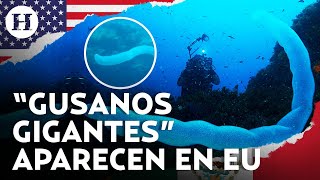 ¿Qué es eso? Extraña criatura nada en costas de EU y preocupa a científicos por el cambio climático