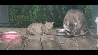 One more rather wet Raccoon.