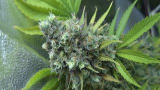 Dankberry by Anesia Seeds | Day 61 | 160W