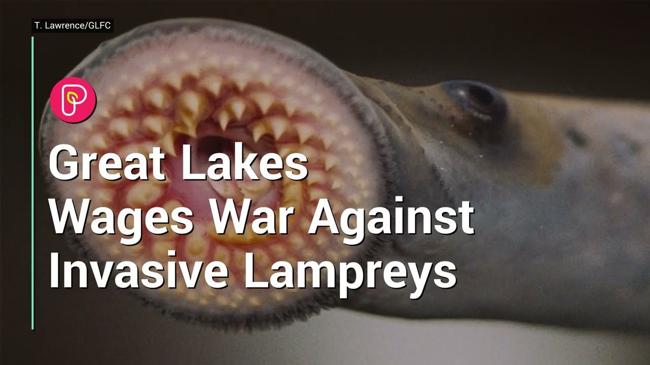 Lampreys Threaten the Great Lakes