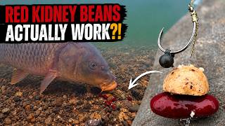 Carp Stole the Kidney Beans… Then Got Caught!