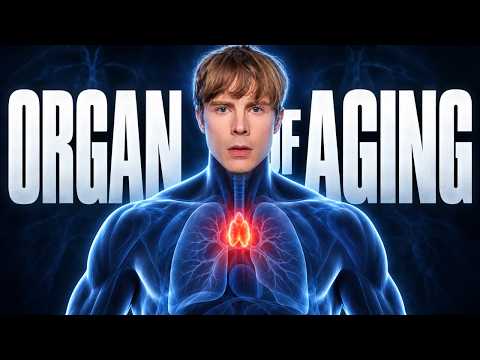 This Tiny Organ Controls Your Lifespan