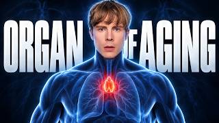 The Organ That Controls How Fast You Age
