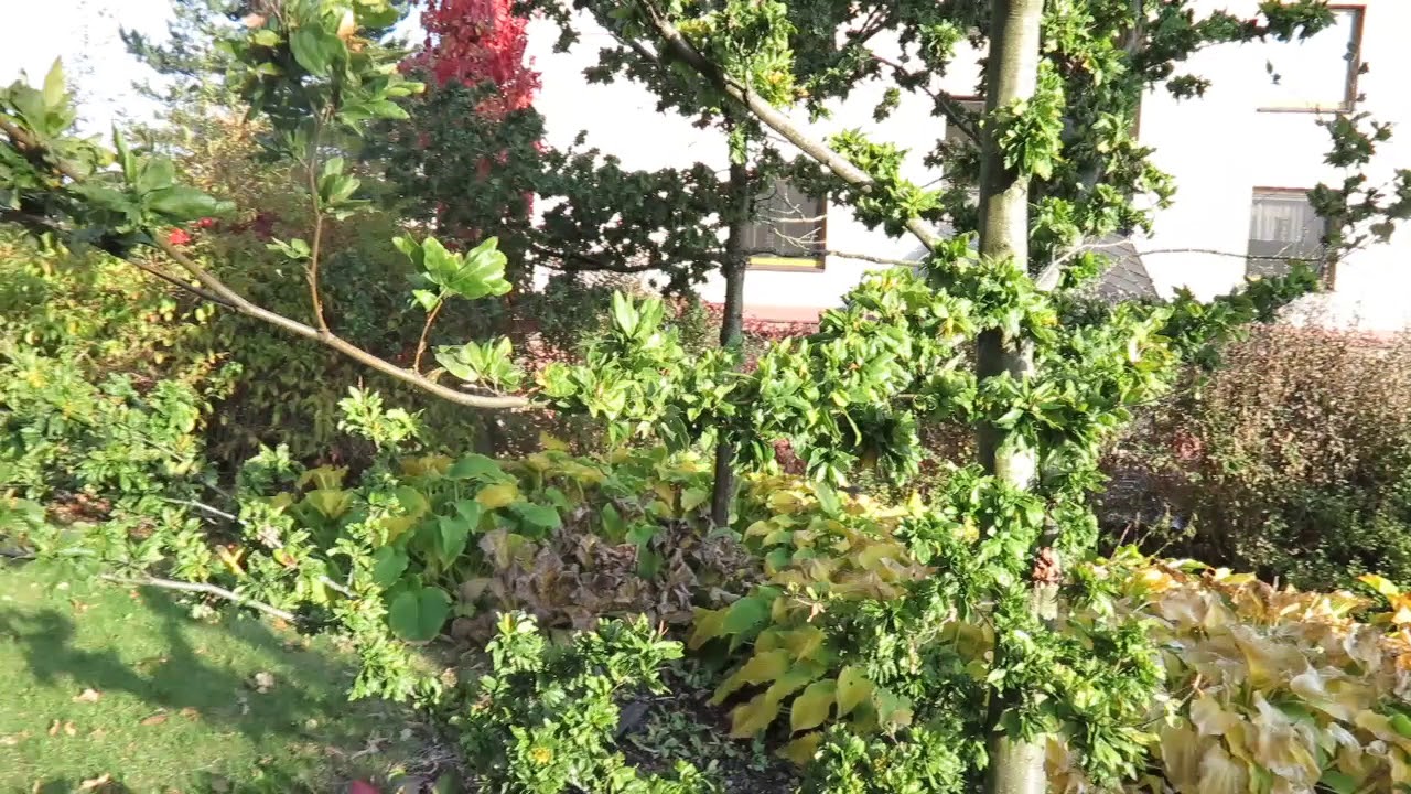 Fagus sylvatica 'Cristata'   buk lesní