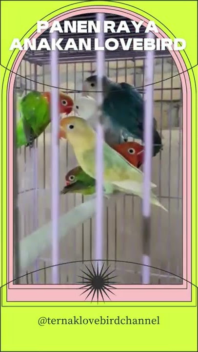 Panen Raya Anakan Lovebird | Harvest Lovebird Chicks | Lovebird Lucu | Cute Lovebird #Shorts