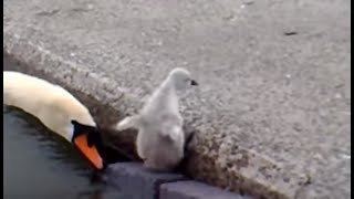 Emerging (Baby Swans at Llanfairfechan)