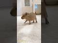 赤ちゃんカピバラの可愛い鳴き声♪ #カピバラ