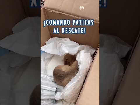 Video: Recolección de mascotas: Puppy detiene los vuelos en LaGuardia, Betty White le da a un amigo un gorila de cumpleaños