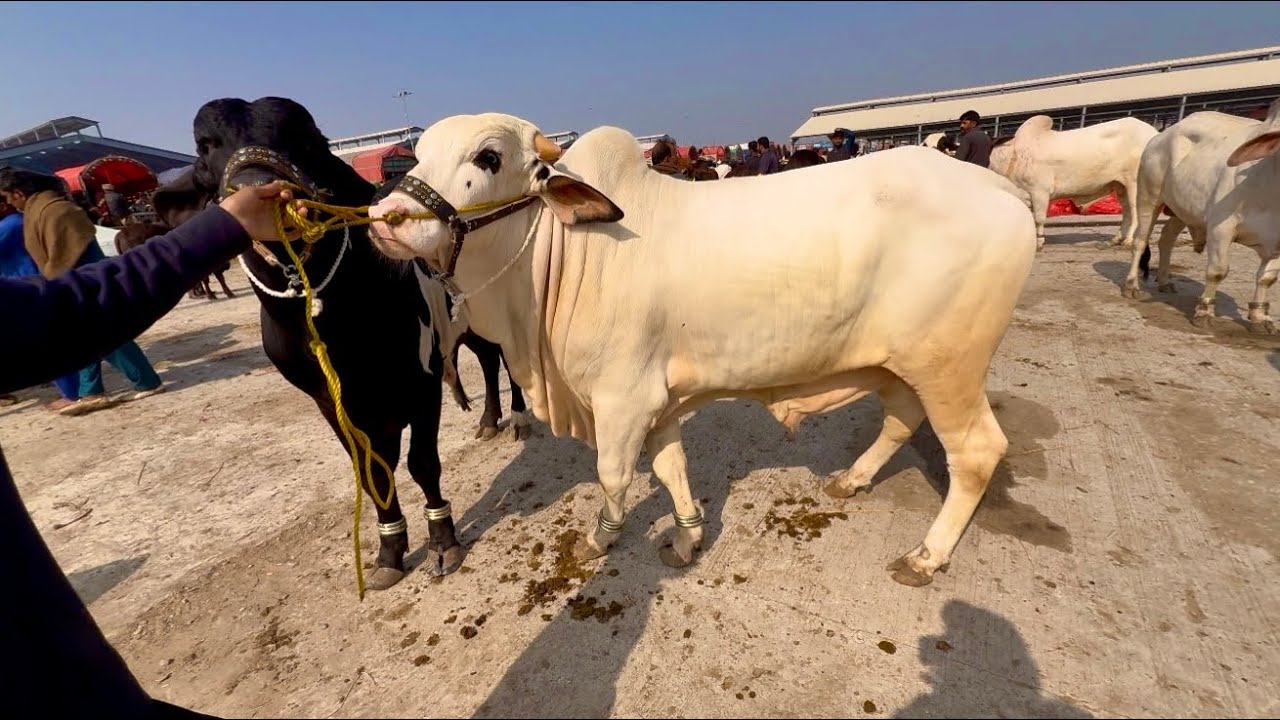 Qurbani 2026 Ka Mall Shapur Kanjra Desi Cholistani Sahiwal Bachre | Lahori Shauk | Cow Mandi Shapur