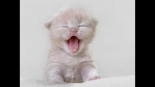 YENİ KEDİ SAHİPLENDİM LAAAN 😍😍😍😍😍😍😍😍