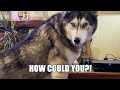 Husky Made A Mistake And Now He’s Embarrassed!