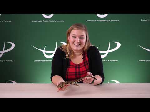 Wideo: Jak Poruszają Się Węże