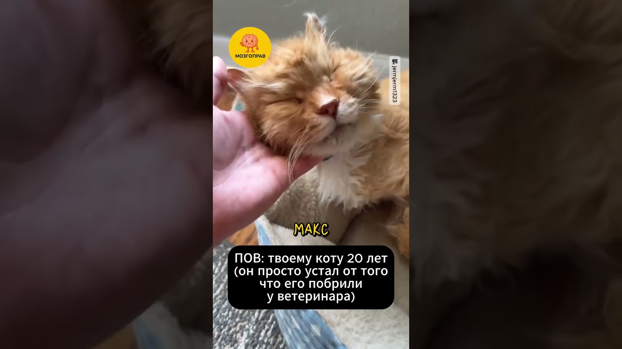 Когда Коту 20 Лет и Он Не Просыпается 😳