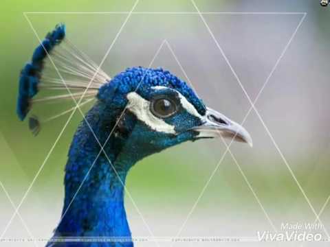 Crazy Ringtone | NUCLEYA