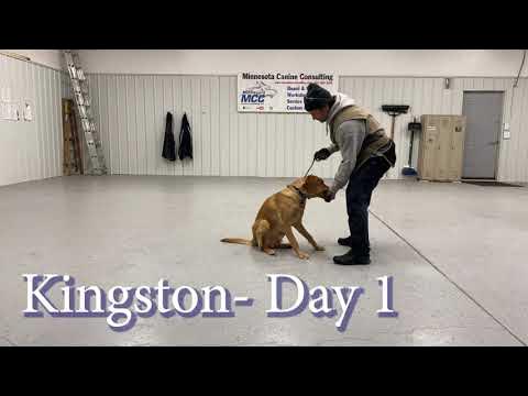 Dog Training - MCC's Dog Obedience Boot Camp (Update 1/24/23) - YouTube